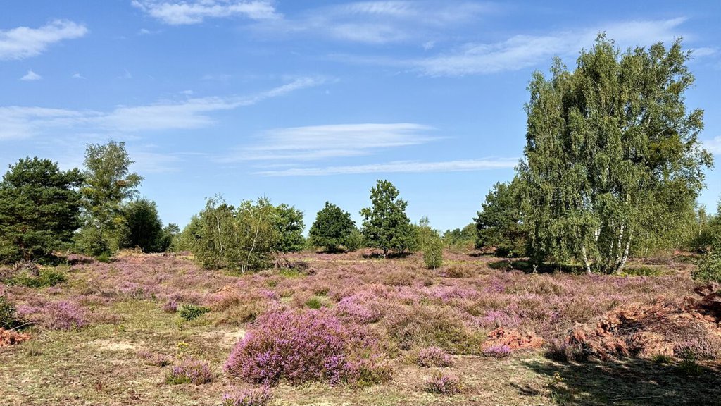 Heideblüte in der Schönower Heide