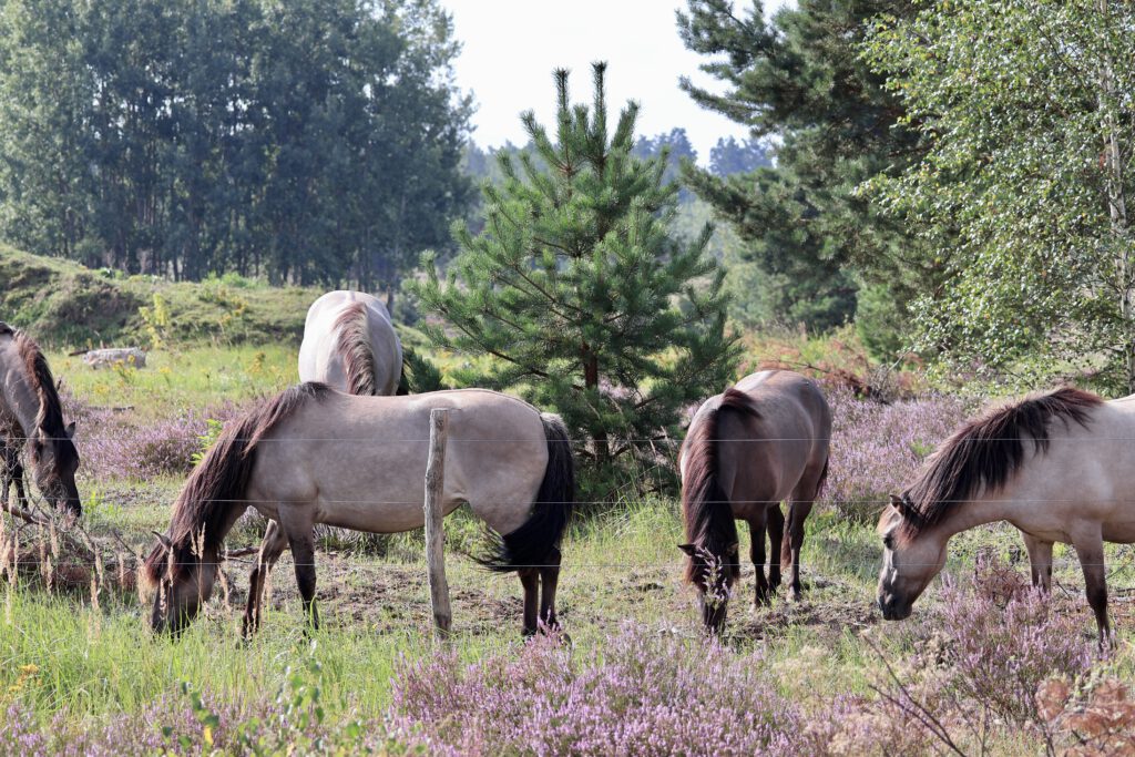 Pferde in der Schönower Heide