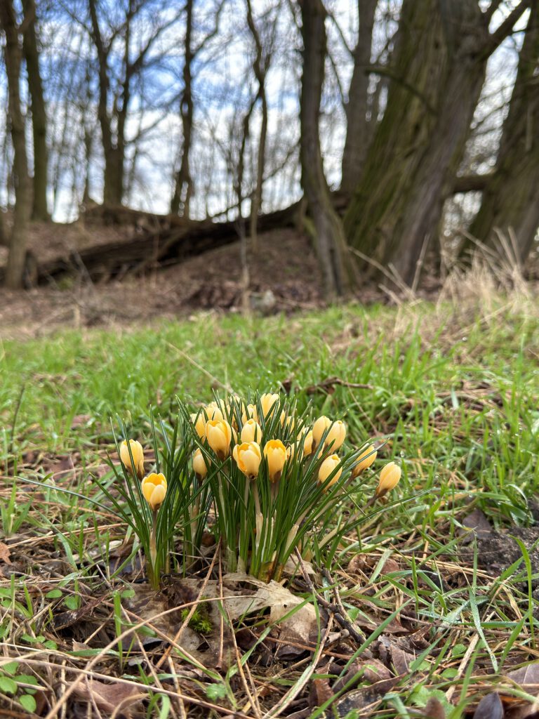 Frühling bei Neuenhagen