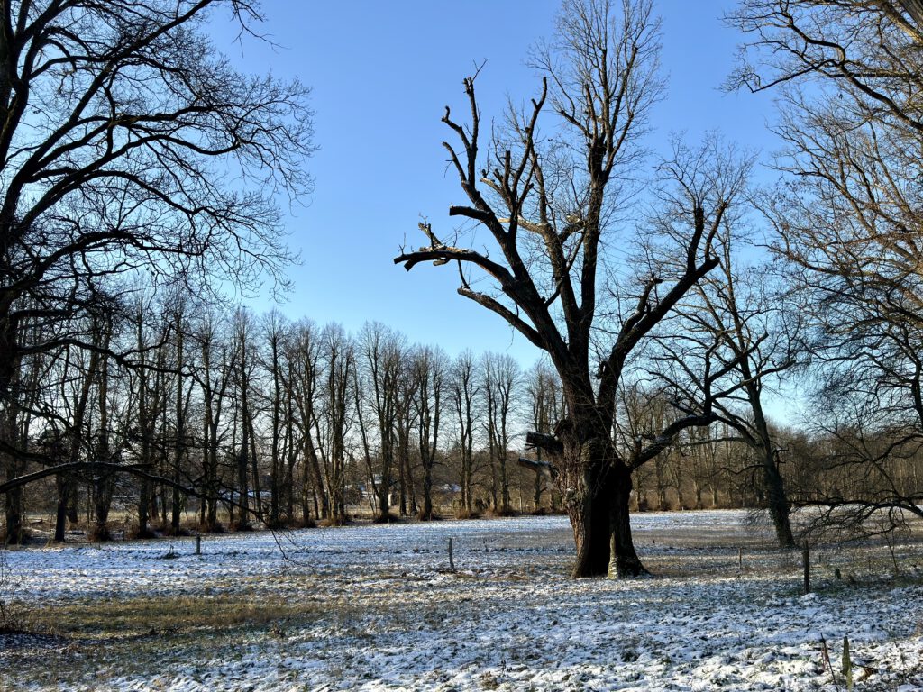 Schlosspark Tegel im Winter