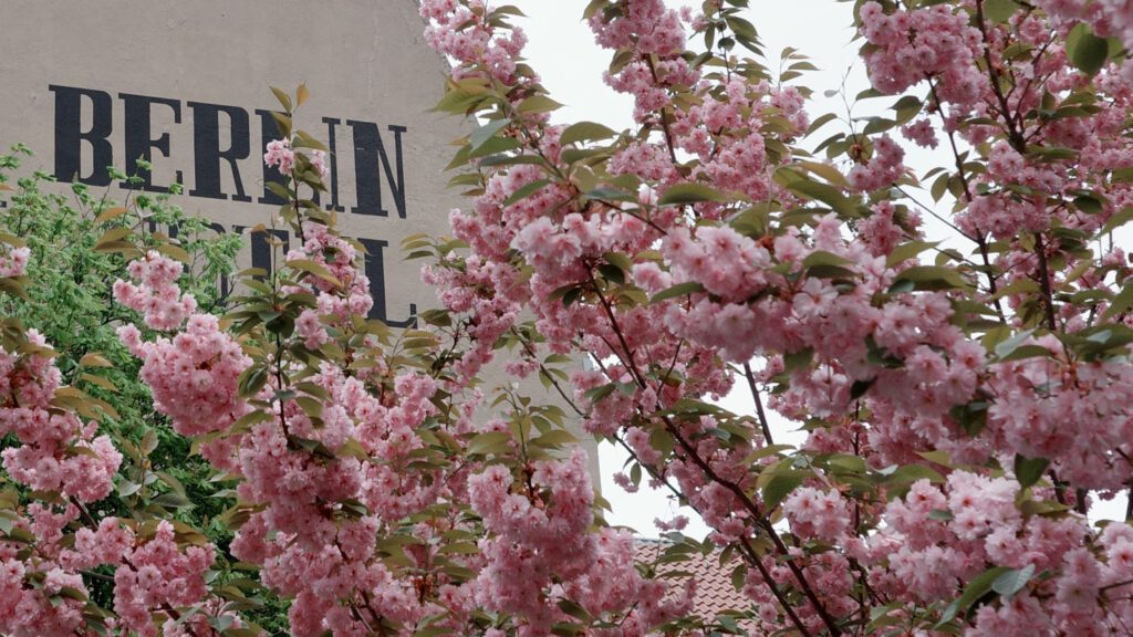 Kirschblüte Berlin