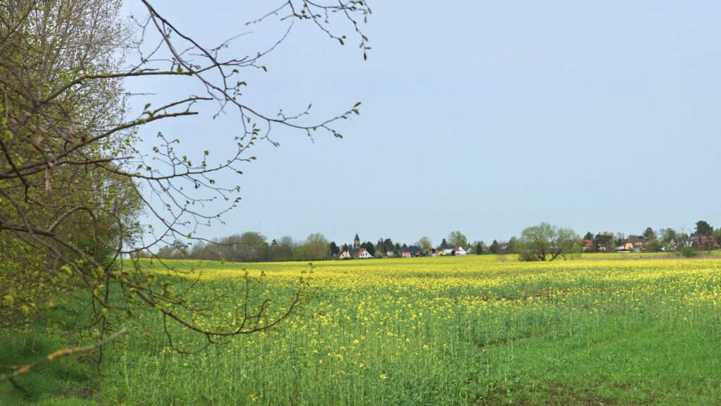 Felder bei Karow