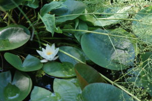 Seerose im Teich im Arboretum Treptow