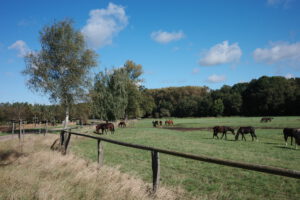 Pferdekoppel Neustadt