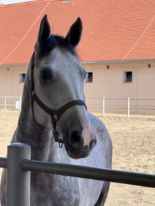 Pferd auf dem Gestüt Neustadt