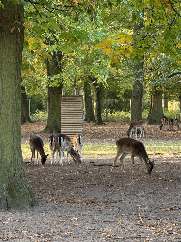 Damwild Gemeindepark Lankwitz Berlin