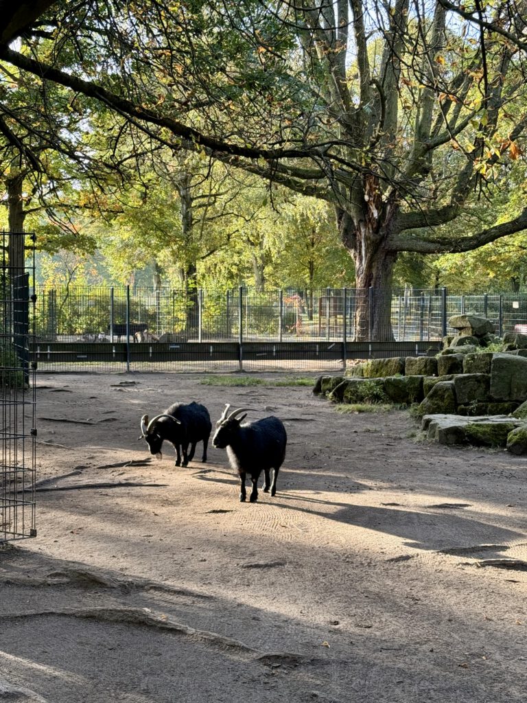 Ziegen Gemeindepark Lankwitz Berlin