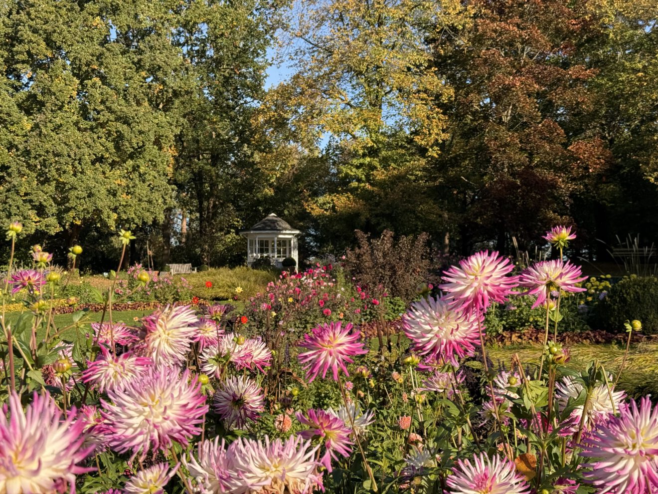 Britzer Garten Dahlienfeuer