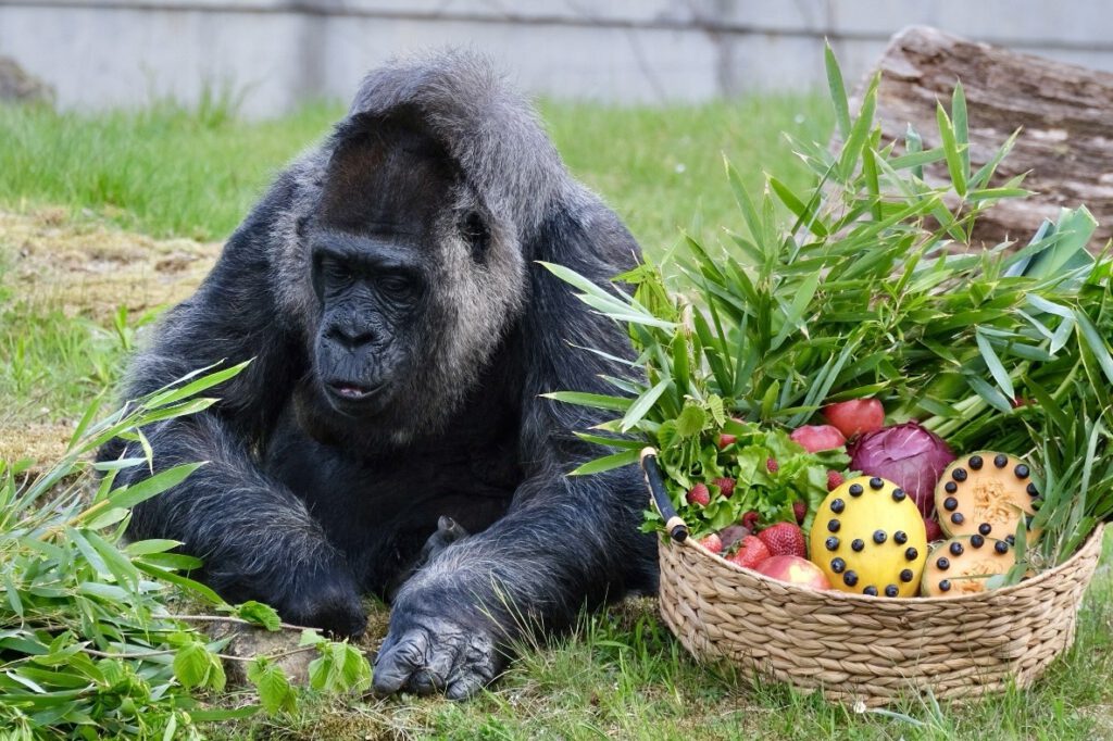 Gorilla Dame