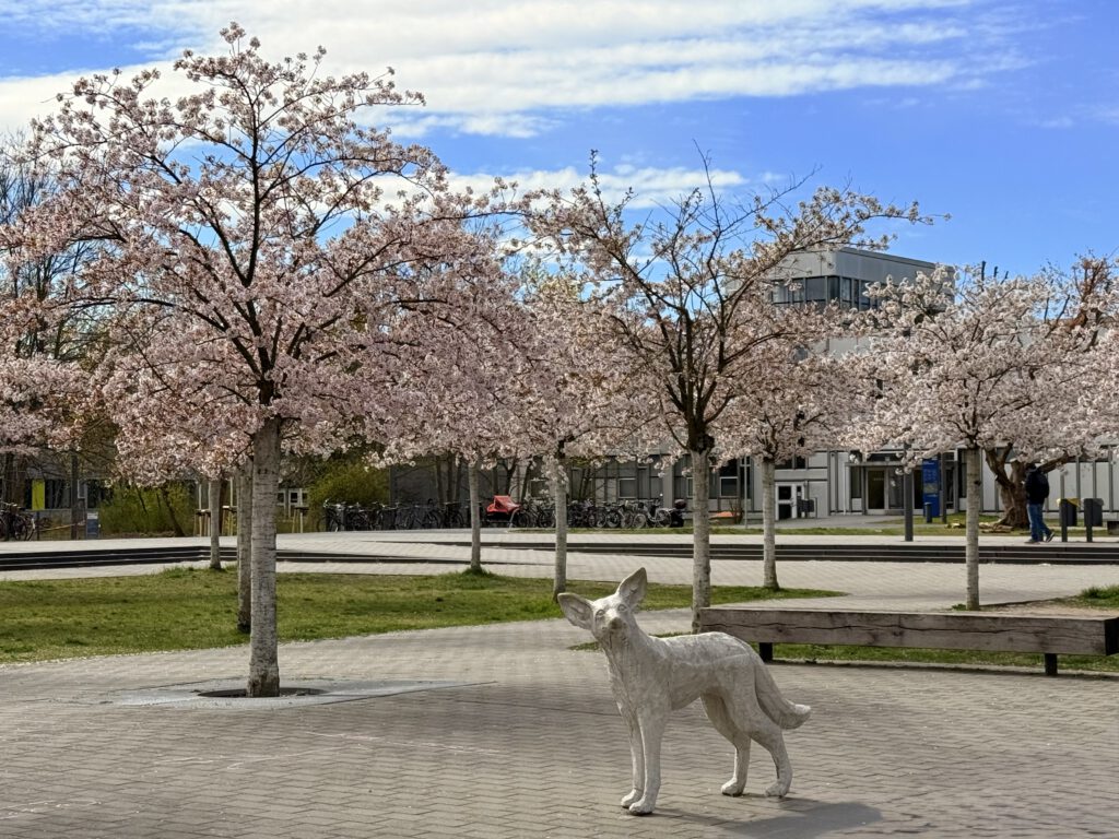 Kirschblüte FU Dahlem