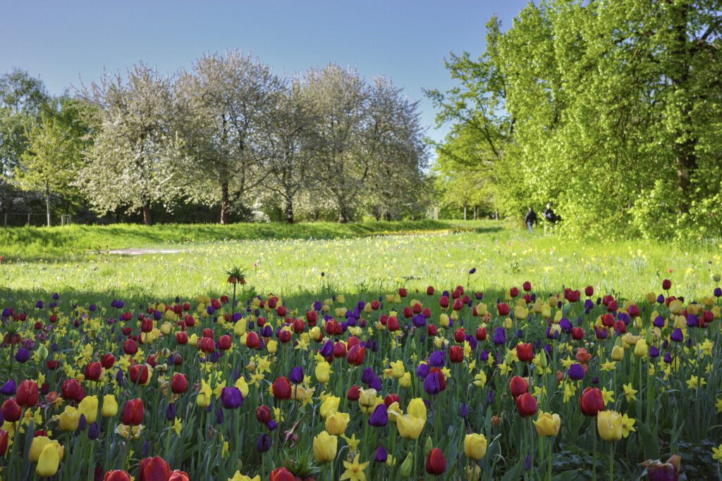 Tulipan