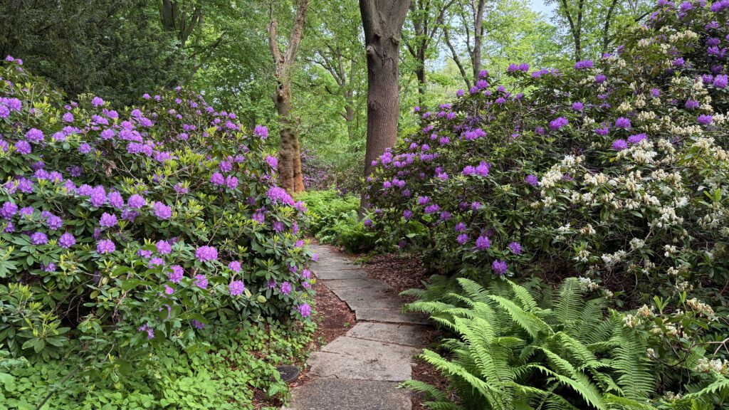 Rhododendronhain