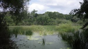 Drei Seen und ein Flohmarkt Fauler See