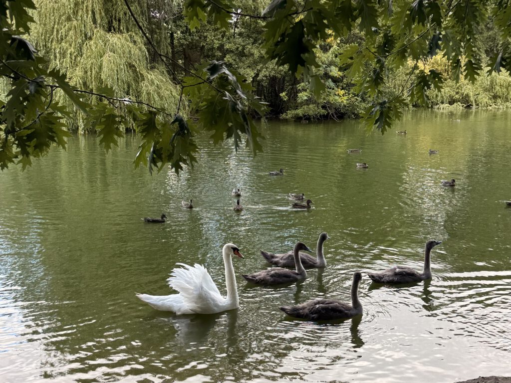 Schwäne auf dem Obersee